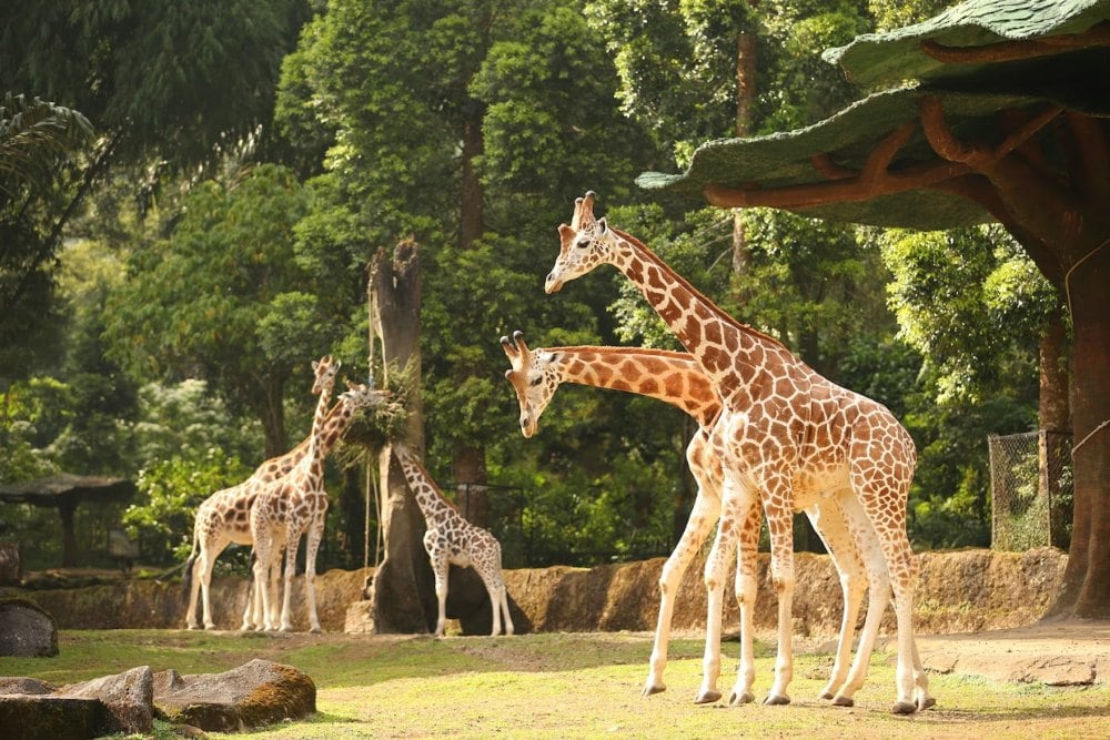 KEINDAHAN TAMAN SAFARI