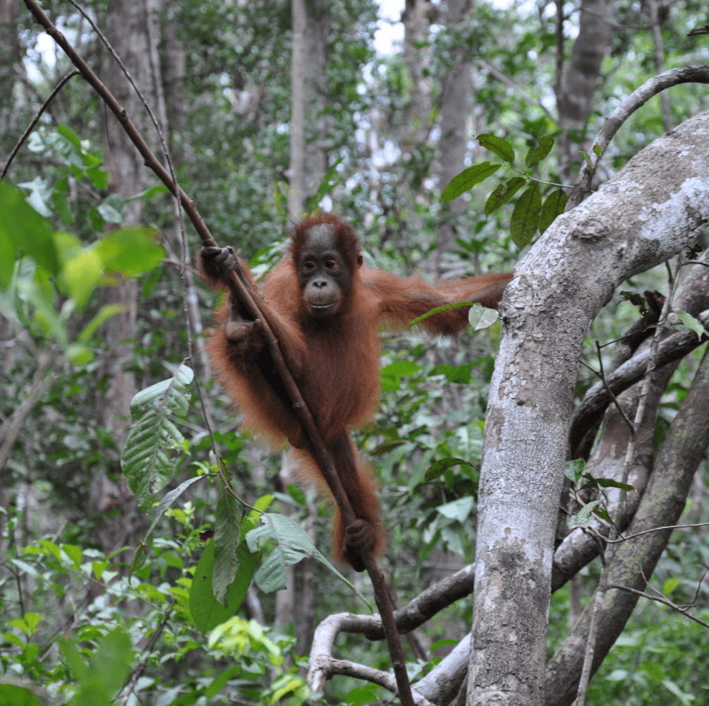 Tanjung Puting