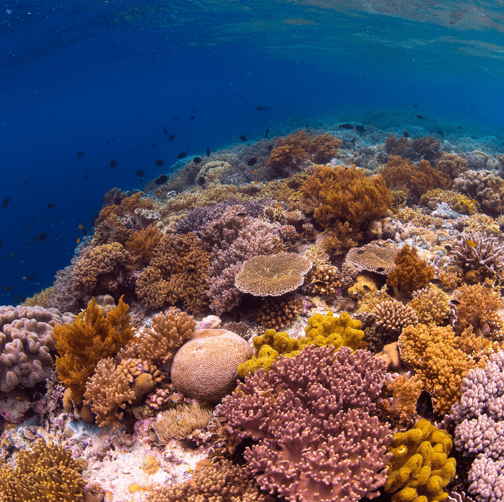 Wakatobi