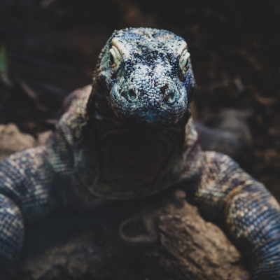 PULAU KOMODO